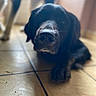 dog, black_dog, pet, animal, floor, tile_floor, indoors, close_up, lying_down, nose, blurred_background, canine, mammal, domestic_animal, fur, resting, cute, companion, portrait, focus