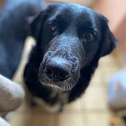 Talia participe au concours pour gagner de l'argent avec cette photo : animal, black_dog, blurred_background, canine, close_up, companion, curious, dog, domestic_animal, ears, face, floor, fur, house, indoor, looking_up, nose, pet, portrait, tile_floor