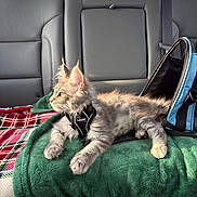 Loki joined the competition — help win amazing prizes! cat, kitten, pet, car_interior, backseat, blanket, harness, sunlight, fur, window, carrier, leisure, resting, feline, travel, domestic_animal, cozy, indoor, animal, side_view