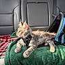 cat, kitten, pet, car_interior, backseat, blanket, harness, sunlight, fur, window, carrier, leisure, resting, feline, travel, domestic_animal, cozy, indoor, animal, side_view