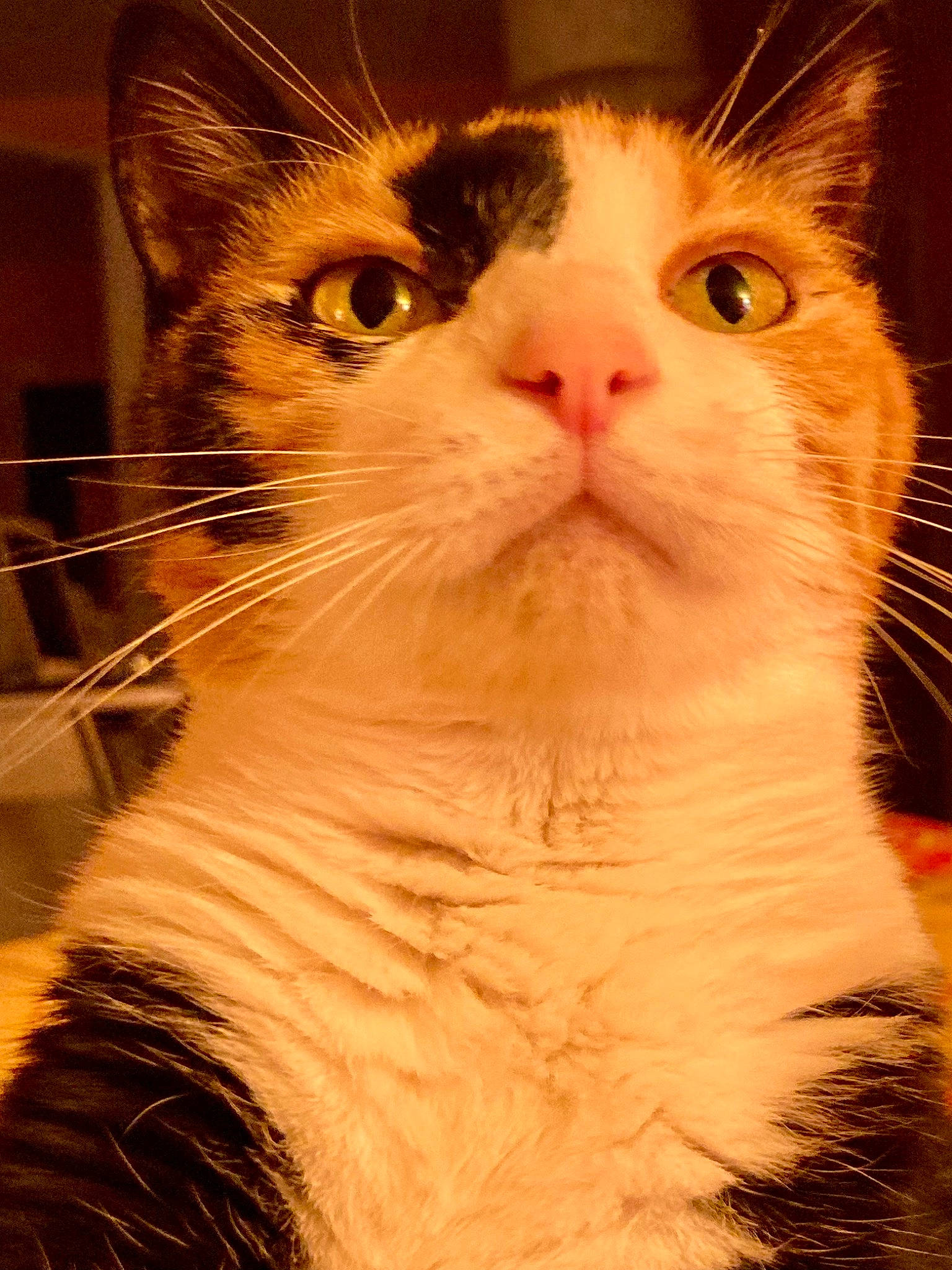 Praline participe au concours pour gagner de l'argent avec cette photo : carnivore, cat, domestic_short_haired_cat, ear, fawn, felidae, fur, hair, iris, paw, small_to_medium_sized_cats, snout, terrestrial_animal, whiskers, window