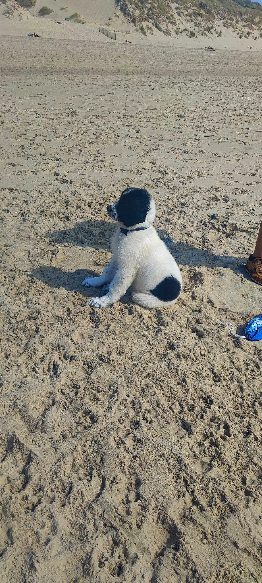 Taïga