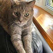 Belle is registered to the contest to win money with this photo: cat, gray_cat, feline, pet, indoor, leather_couch, window, sunlight, stretching, paws, fur, green_eyes, relaxed, close_up, portrait, wooden_windowsill, cozy, domestic_animal, home, resting