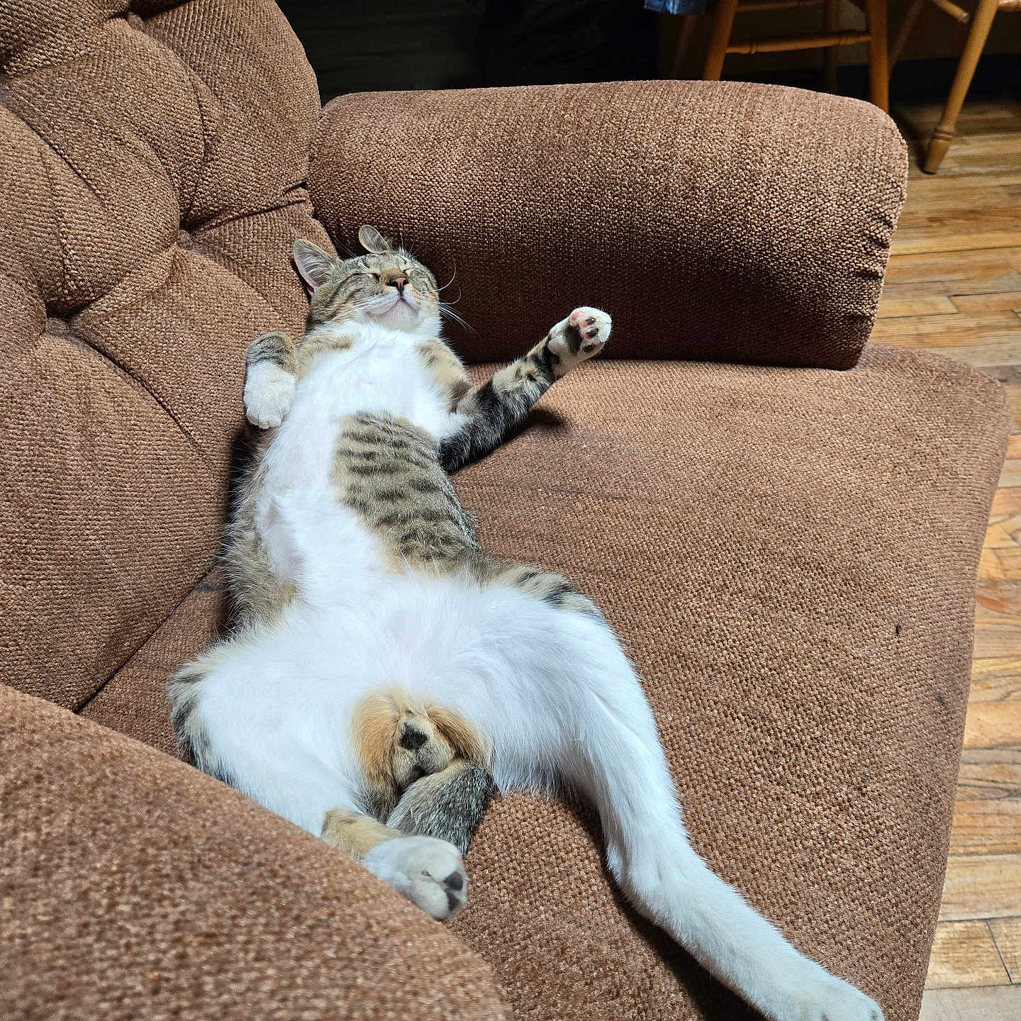 Lil G Man is registered to the contest to win money with this photo: animal, brown, cat, comfortable, couch, cozy, fur, furniture, home, indoor, living_room, paw, pet, relaxed, resting, sleeping, striped, tabby, white, wooden_floor