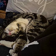 Vader joined the competition — help win amazing prizes! animal, blanket, cat, couch, cozy, cute, feline, fur, home, indoor, paws, pet, pink_nose, relaxing, resting, sleeping, stretching, striped, tabby, whiskers