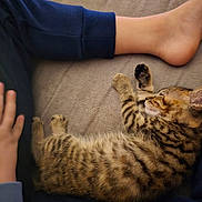 Bella is registered to the contest to win money with this photo: animal, ankle, barefoot, blanket, bodypart, cat, clothing, couch, cushion, furniture, heel, homedecor, indoors, interiordesign, kitten, manx, pants, person, pet, sleeping