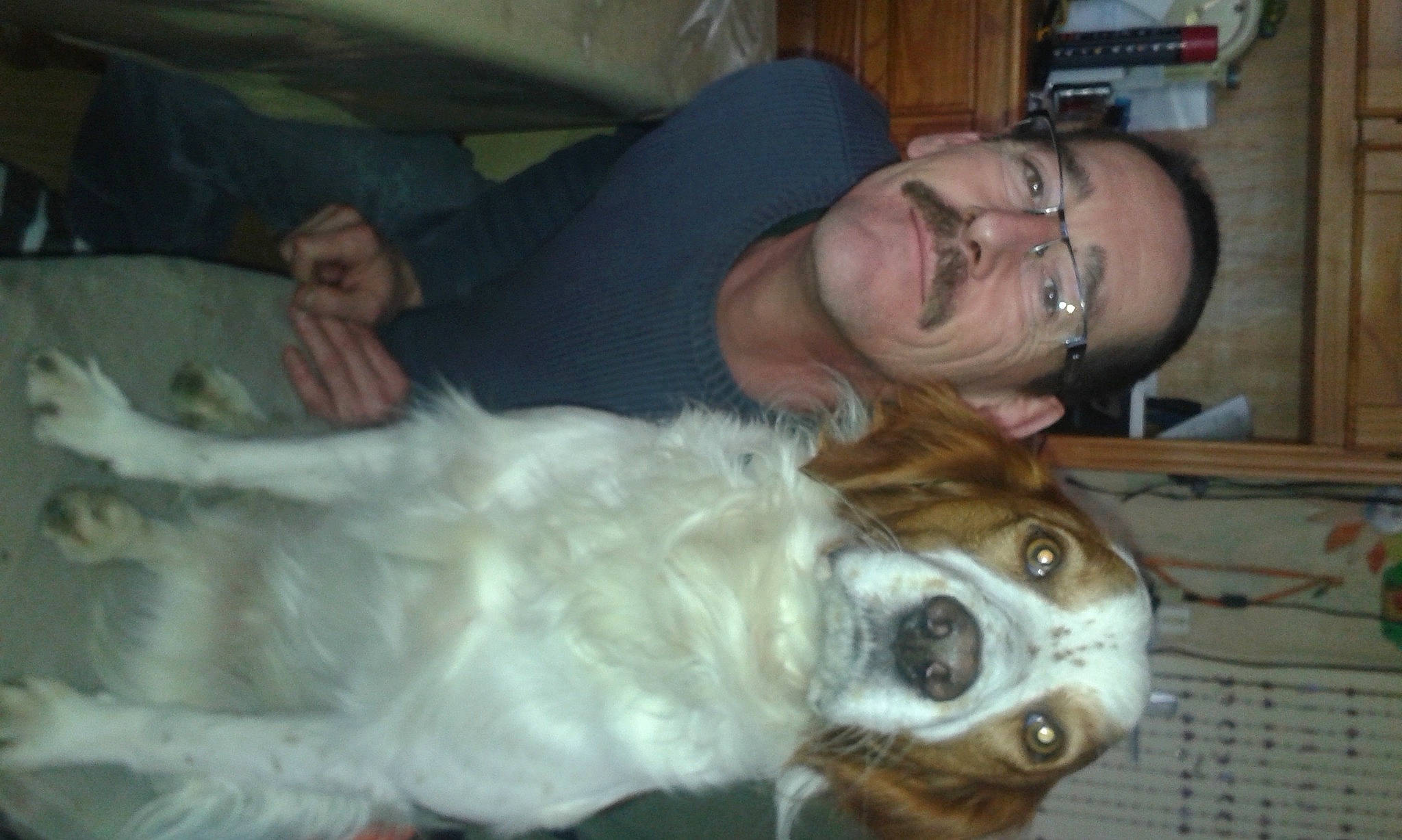 Pato a rejoint le concours — aidez-le/la à gagner de superbes lots ! canidae, carnivore, comfort, companion_dog, dog, dog_breed, ear, fawn, fun, fur, glasses, head, jaw, nose, smile, snout, sporting_group, terrestrial_animal, whiskers, working_animal