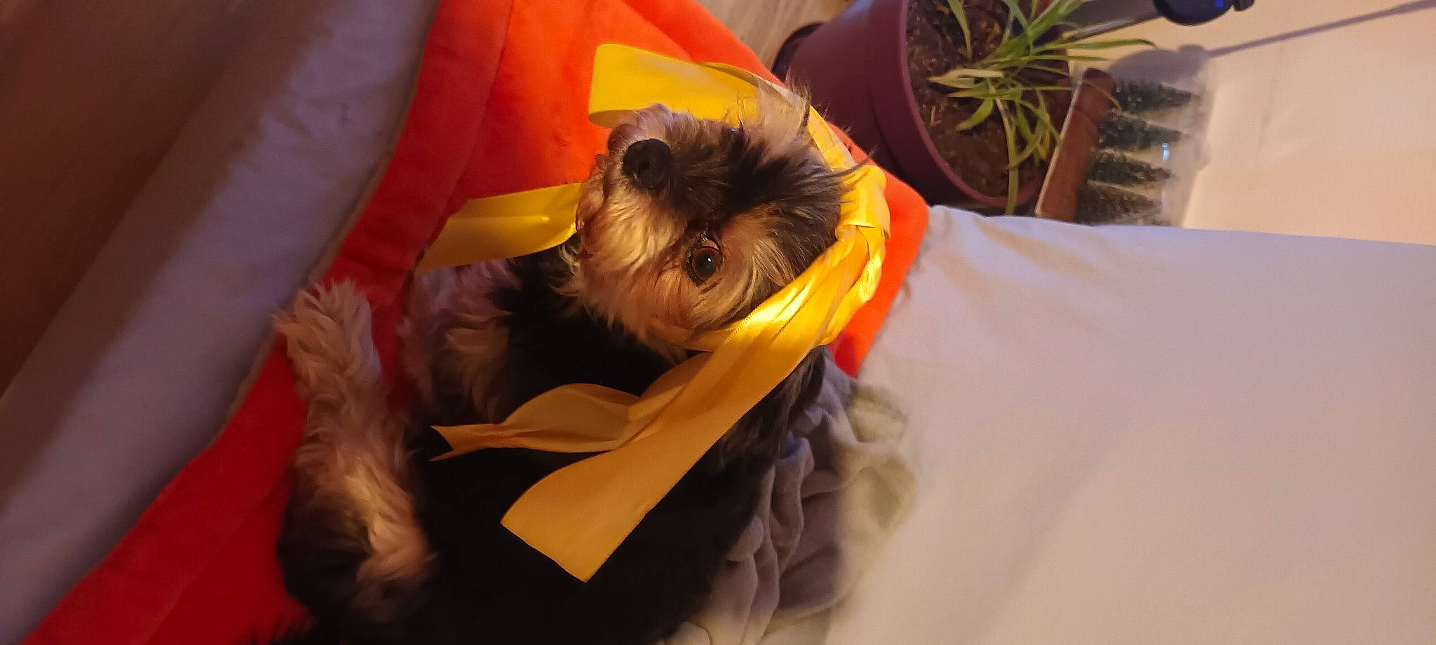 Praline participe au concours pour gagner de l'argent avec cette photo : canidae, carnivore, companion_dog, dog, dog_breed, dog_clothes, dog_supply, fawn, flowerpot, fur, houseplant, liver, plant, puppy_love, small_terrier, snout, sporting_group, terrier, toy_dog, working_animal