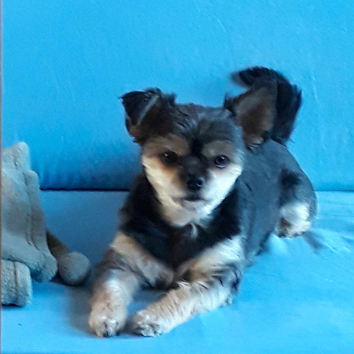 Praline