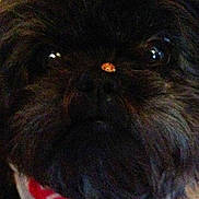 Cricket is registered to the contest to win money with this photo: