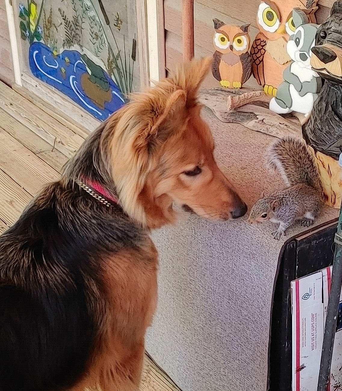 Kassa is registered to the contest to win money with this photo: art, canidae, carnivore, collar, companion_dog, dog, dog_breed, dog_collar, dog_supply, door, fashion_accessory, fawn, fur, leash, scotch_collie, sidewalk, sporting_group, tail, whiskers, working_dog