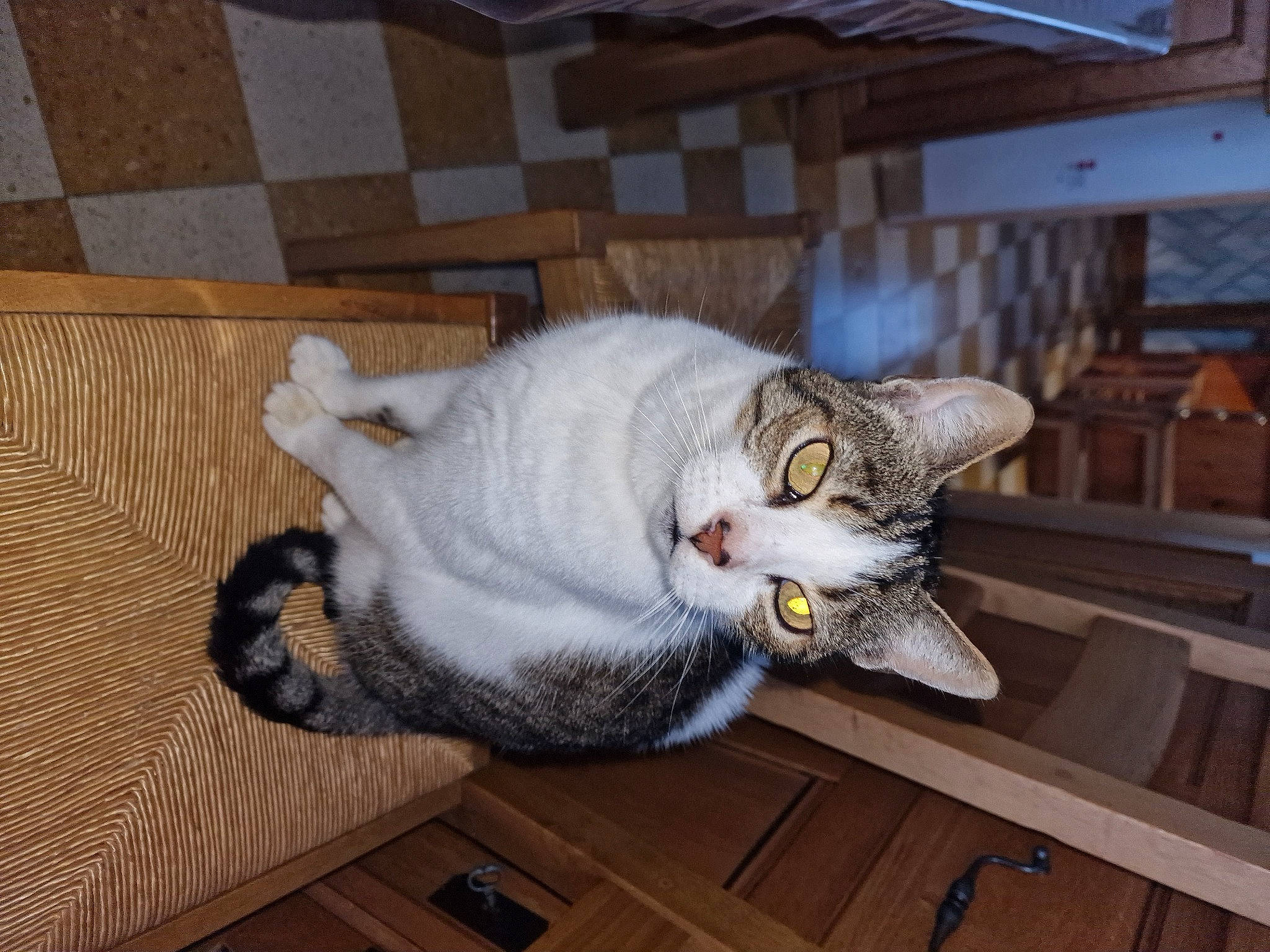 Moustache a rejoint le concours — aidez-le/la à gagner de superbes lots ! carnivore, cat, comfort, domestic_short_haired_cat, felidae, floor, flooring, fur, hardwood, paw, room, small_to_medium_sized_cats, snout, tail, whiskers, wood, wood_flooring