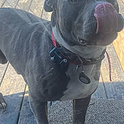 Rowdy is registered to the contest to win money with this photo: dog, canine, pet, collar, tongue, licking, deck, wooden_floor, outdoor, sunlight, daylight, door, glass, animal, mammal, playful, curious, black_and_white, standing, front_paw