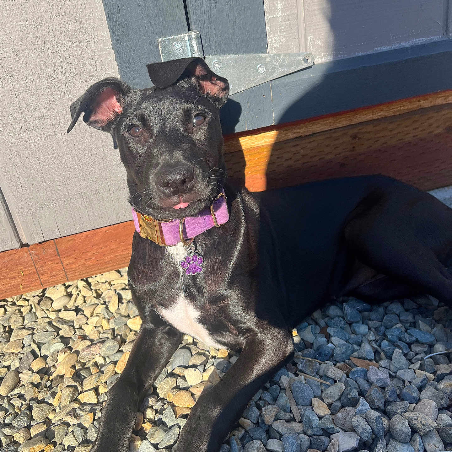 Luna joined the competition — help win amazing prizes! animal, architecture, building, canine, dog, greatdane, hound, labradorretriever, path, pebble, pet, photography, pointer, puppy, road, rock, rubble, slate, wall, wood