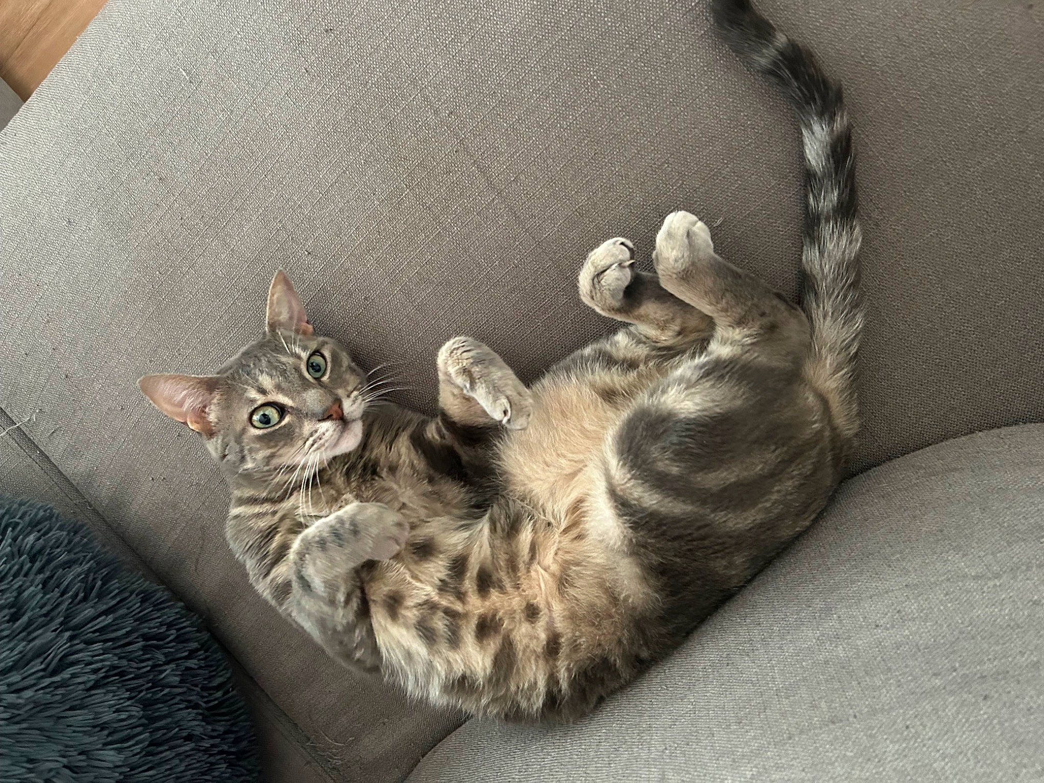 Grizou participe au concours pour gagner de l'argent avec cette photo : carnivore, cat, cat_bed, cat_supply, claw, comfort, couch, domestic_short_haired_cat, felidae, fur, grey, paw, small_to_medium_sized_cats, tail, whiskers