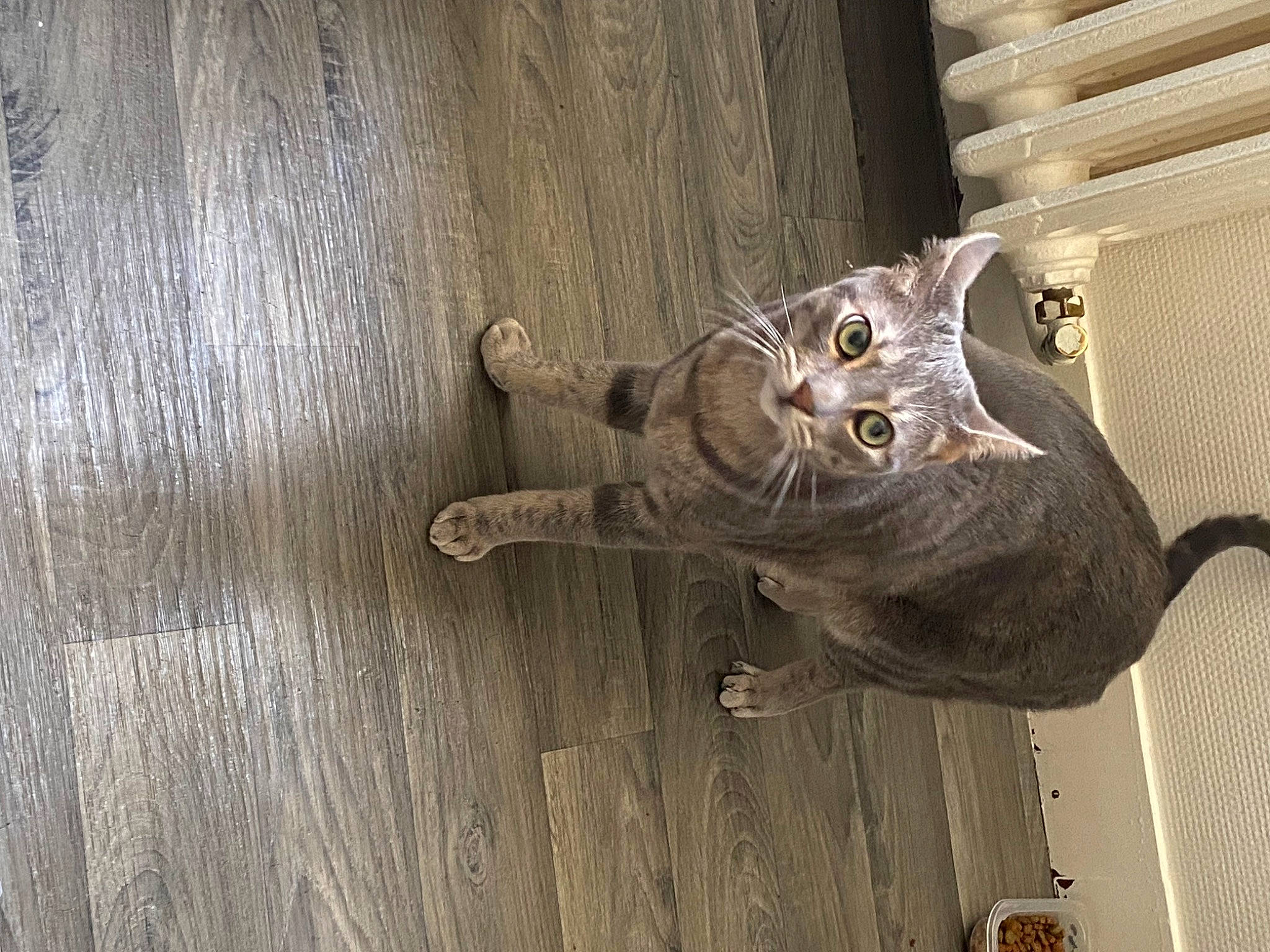 Grizou a rejoint le concours — aidez-le/la à gagner de superbes lots ! brown, carnivore, cat, domestic_short_haired_cat, felidae, flooring, foot, fur, grey, hardwood, plank, plywood, small_to_medium_sized_cats, tail, terrestrial_animal, varnish, whiskers, wood, wood_flooring, wood_stain