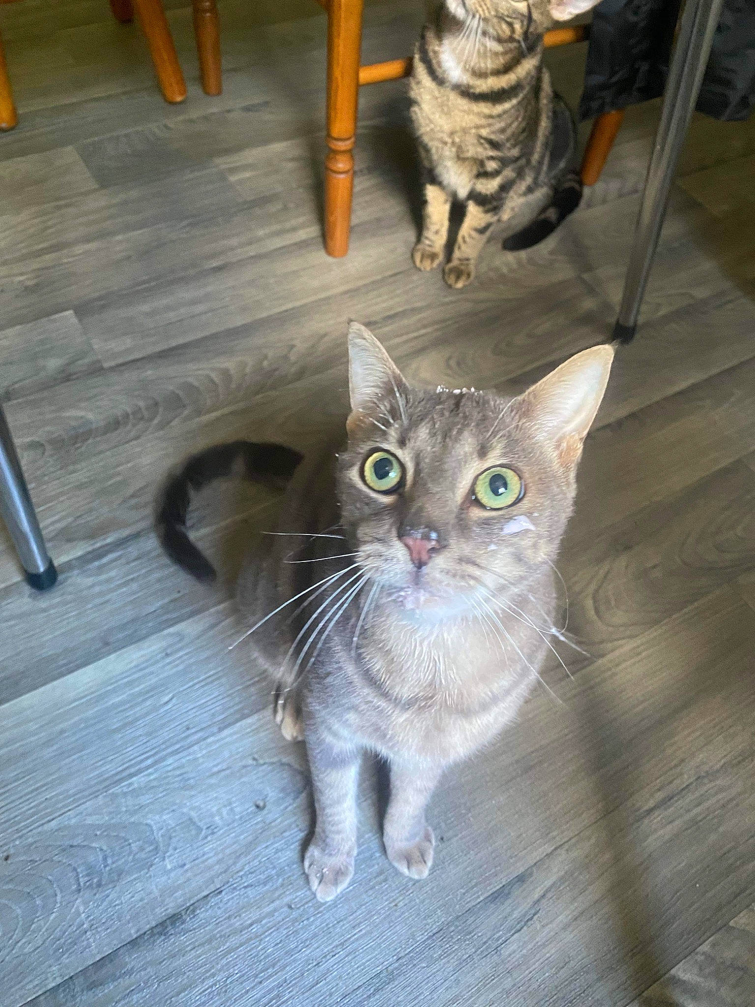 Grizou participe au concours pour gagner de l'argent avec cette photo : carnivore, cat, domestic_short_haired_cat, fawn, felidae, floor, flooring, fur, grey, hardwood, paw, plank, small_to_medium_sized_cats, snout, tail, varnish, whiskers, wood, wood_flooring, wood_stain