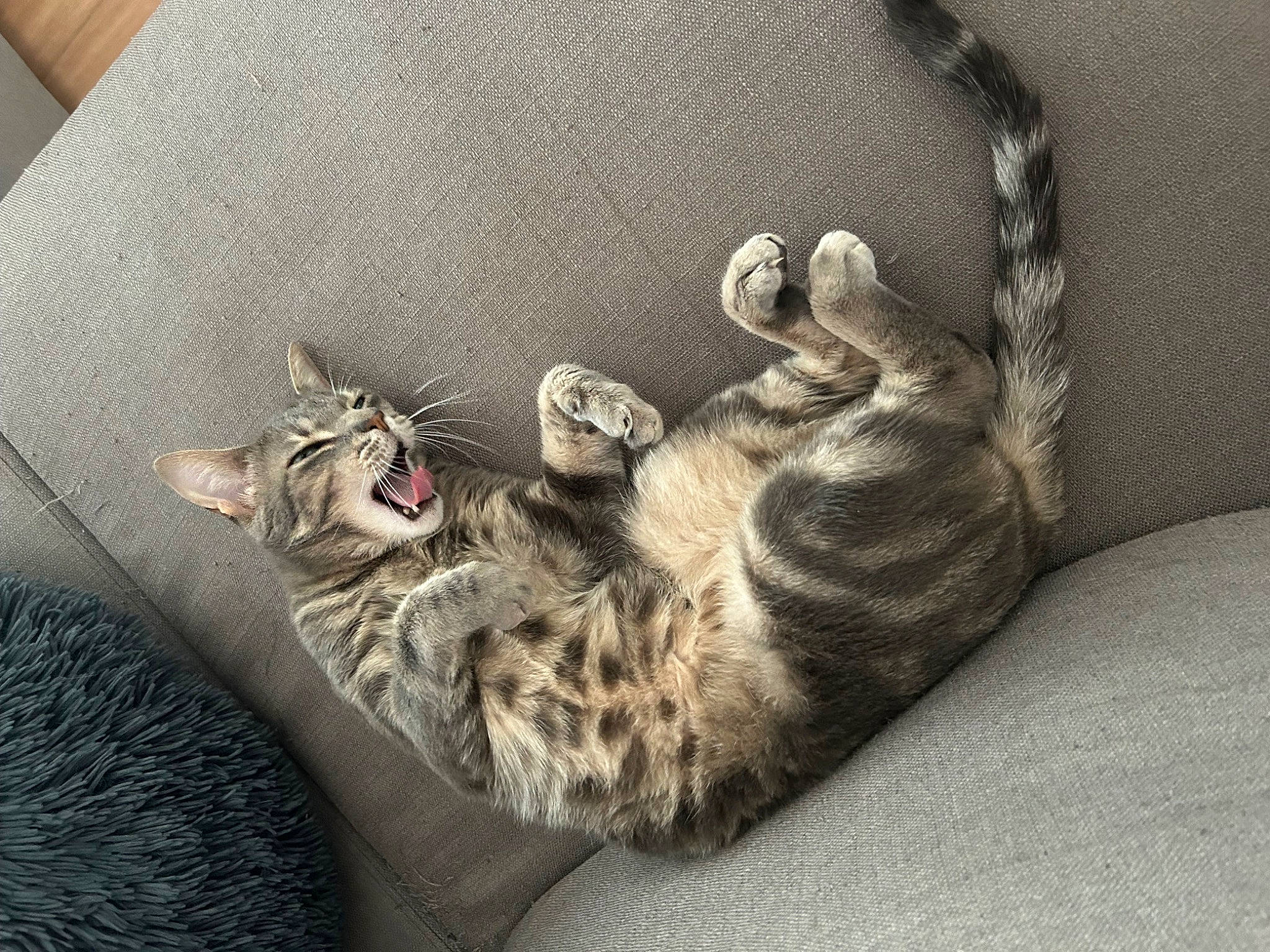 Grizou a rejoint le concours — aidez-le/la à gagner de superbes lots ! carnivore, cat, cat_bed, claw, comfort, couch, domestic_short_haired_cat, felidae, fur, grey, linens, paw, small_to_medium_sized_cats, tail, whiskers