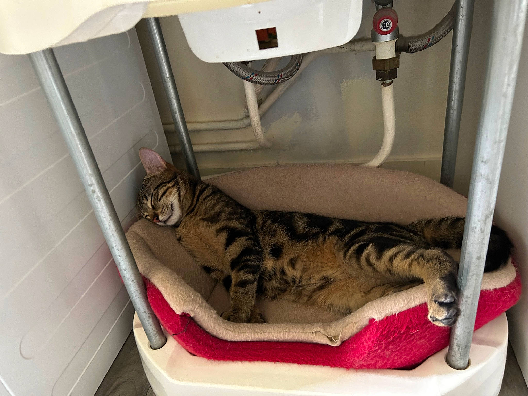 Noisette a rejoint le concours — aidez-le/la à gagner de superbes lots ! bag, car_seat, carnivore, cat, cat_bed, cat_supply, comfort, felidae, fur, interior_design, linens, machine, motor_vehicle, room, small_to_medium_sized_cats, terrestrial_animal, vehicle, whiskers