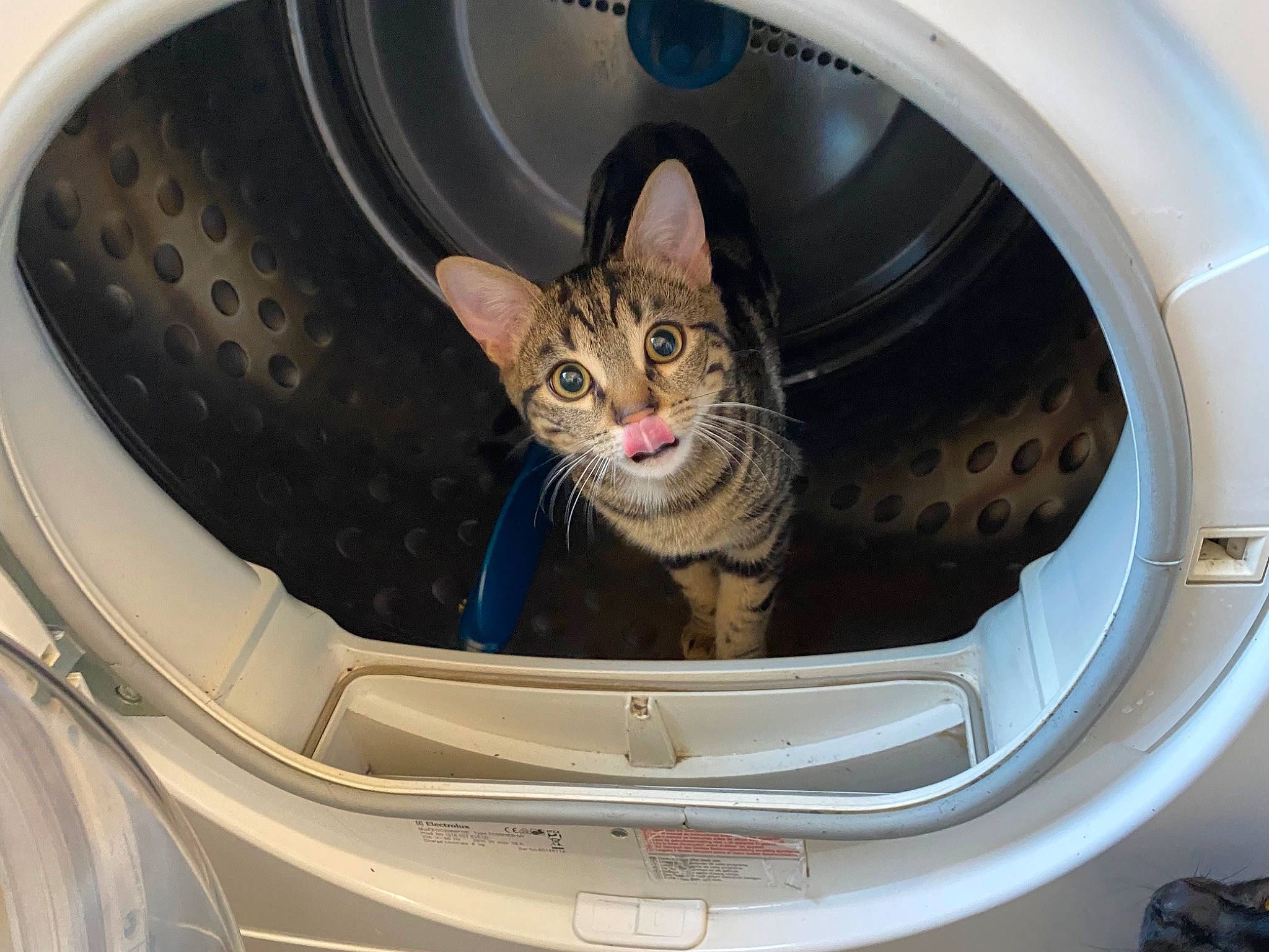 Noisette a rejoint le concours — aidez-le/la à gagner de superbes lots ! alloy_wheel, automotive_design, automotive_exterior, automotive_lighting, automotive_tail_brake_light, automotive_tire, car, carnivore, cat, clothes_dryer, felidae, hood, mode_of_transport, motor_vehicle, rim, tire, vehicle, vehicle_door, washing_machine, wheel