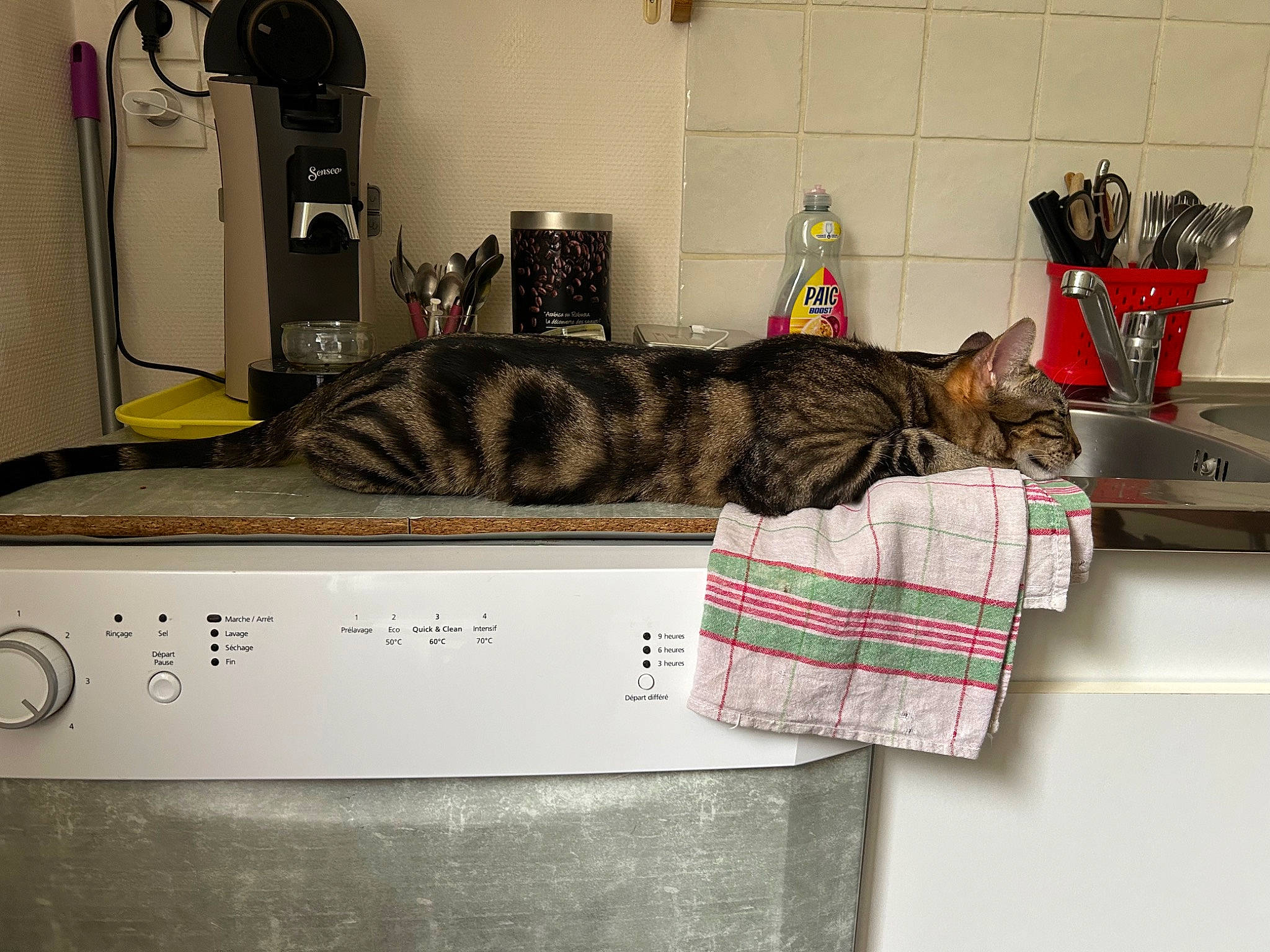 Noisette participe au concours pour gagner de l'argent avec cette photo : carnivore, cat, comfort, couch, domestic_short_haired_cat, felidae, fur, home_appliance, houseplant, kitchen_appliance, lamp, machine, major_appliance, office_equipment, office_supplies, room, small_to_medium_sized_cats, tail, whiskers