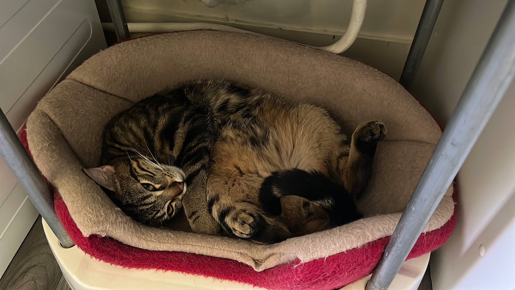 Noisette a rejoint le concours — aidez-le/la à gagner de superbes lots ! bag, basket, bored, carnivore, cat, cat_bed, cat_supply, comfort, domestic_short_haired_cat, felidae, fur, grey, luggage_and_bags, nap, pet_supply, sleep, small_to_medium_sized_cats, snout, terrestrial_animal, whiskers