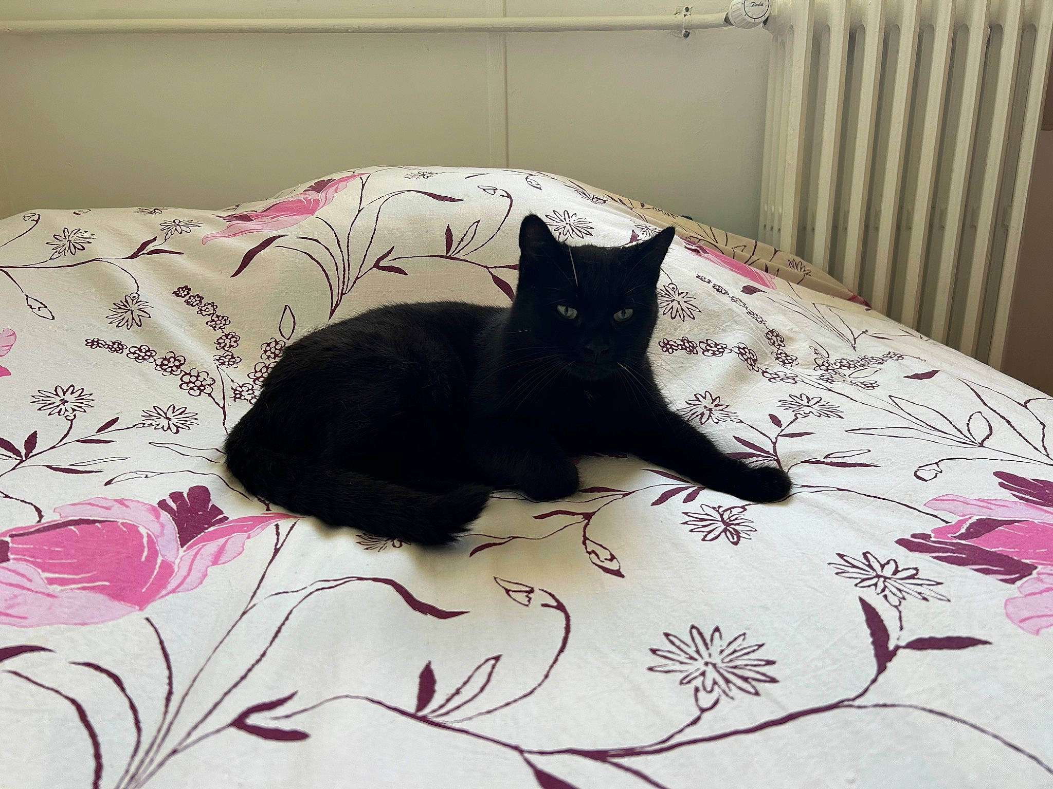 Skinny participe au concours pour gagner de l'argent avec cette photo : bed, bed_sheet, bedding, black_cat, bombay, carnivore, cat, comfort, domestic_short_haired_cat, felidae, flooring, fur, grey, linens, room, small_to_medium_sized_cats, tail, textile, tints_and_shades, whiskers
