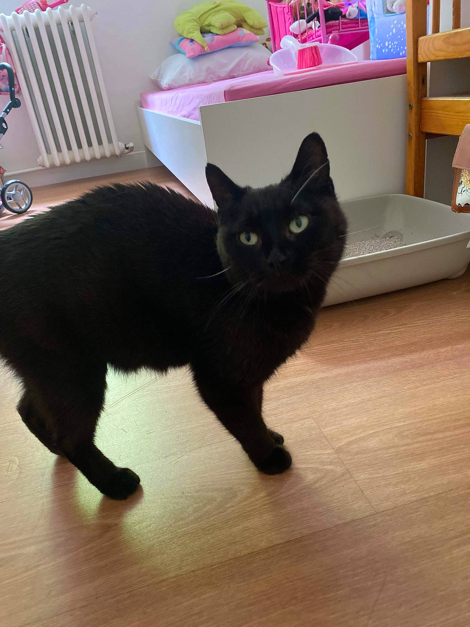 Skinny participe au concours pour gagner de l'argent avec cette photo : black_cat, bombay, cabinetry, carnivore, cat, domestic_short_haired_cat, felidae, floor, flooring, fur, grey, hardwood, laminate_flooring, shelf, shipping_box, small_to_medium_sized_cats, snout, tail, whiskers, wood