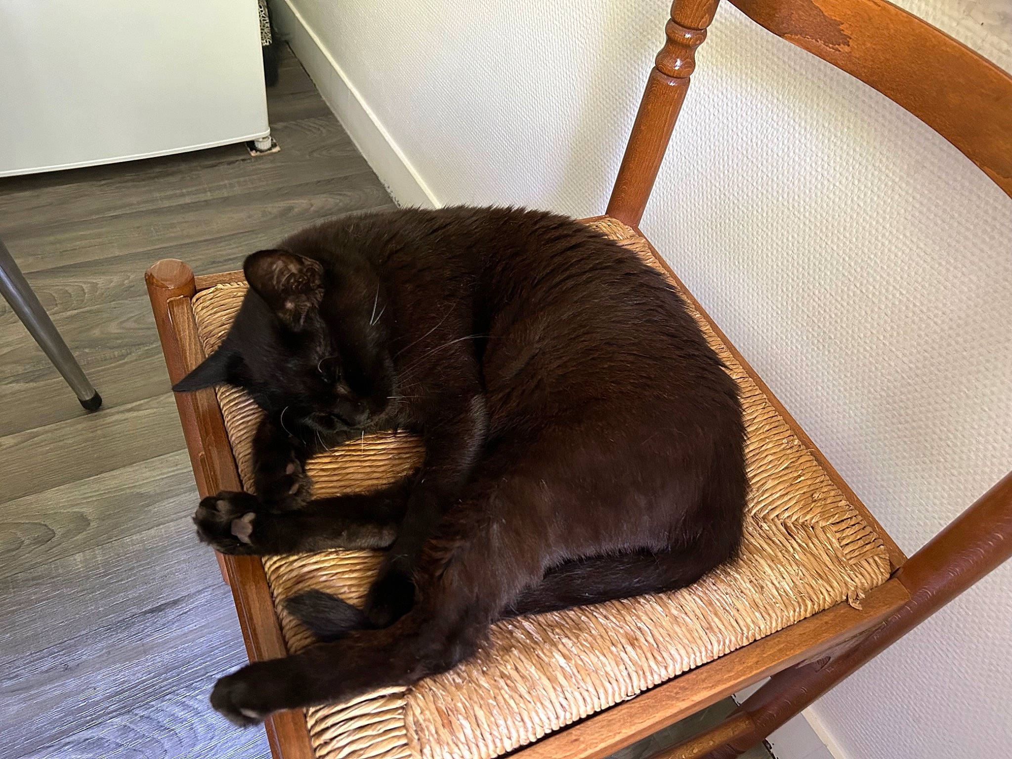 Skinny a rejoint le concours — aidez-le/la à gagner de superbes lots ! black_cat, brown, canidae, carnivore, cat, comfort, companion_dog, dog_breed, domestic_short_haired_cat, felidae, flooring, hardwood, liver, pet_supply, small_to_medium_sized_cats, sporting_group, tail, terrestrial_animal, whiskers, wood