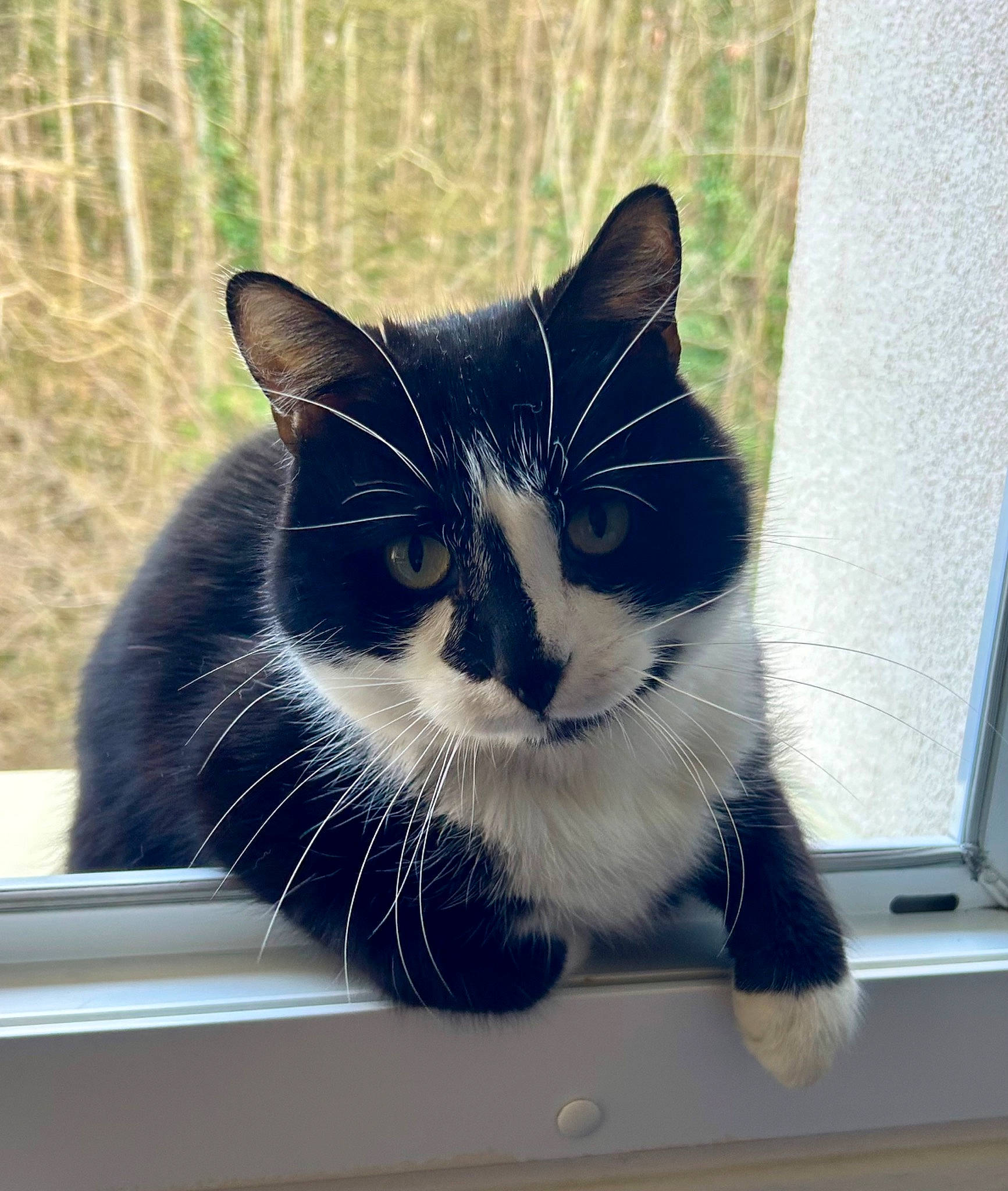 Vurt participe au concours pour gagner de l'argent avec cette photo : carnivore, cat, domestic_short_haired_cat, electric_blue, eye, felidae, foot, fur, leg, mammal, paw, pet_supply, rectangle, sitting, small_to_medium_sized_cats, snout, square, tail, whiskers, window