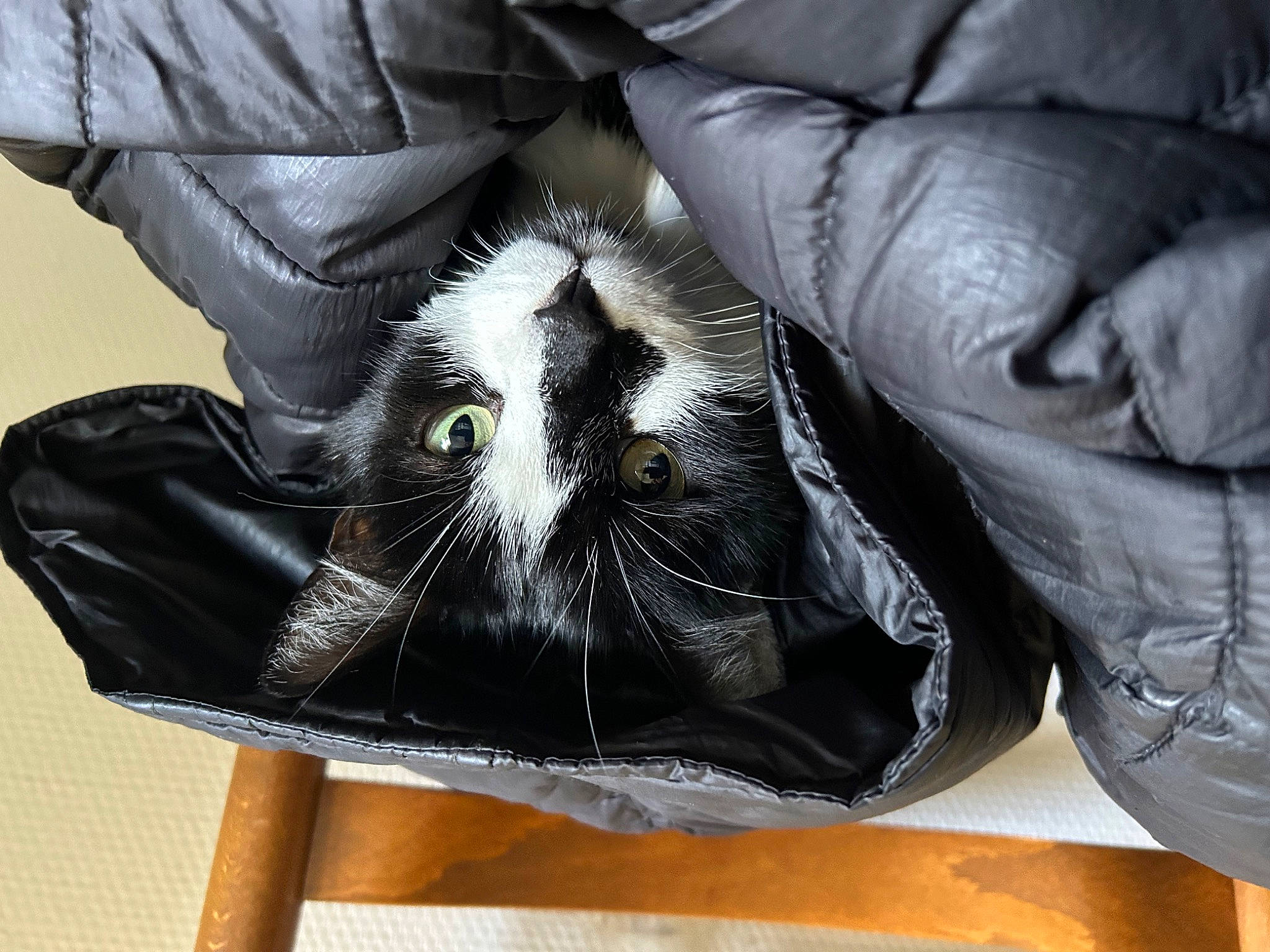 Vurt participe au concours pour gagner de l'argent avec cette photo : bag, baggage, carnivore, cat, chair, claw, comfort, fashion_accessory, felidae, foot, fur, handbag, human_leg, lap, leather, luggage_and_bags, sitting, small_to_medium_sized_cats, textile, whiskers