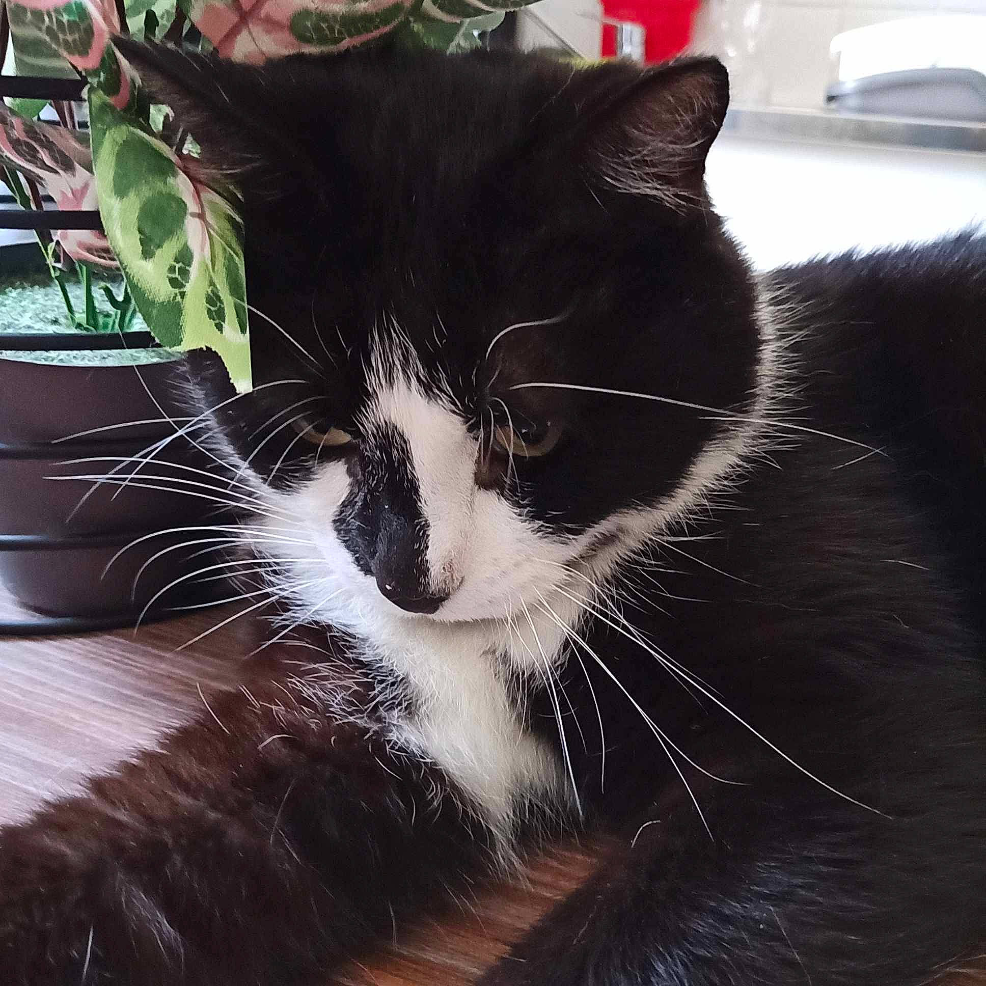 Vurt participe au concours pour gagner de l'argent avec cette photo : carnivore, cat, claw, comfort, domestic_short_haired_cat, felidae, flowerpot, fur, houseplant, metal, nap, paw, plant, small_to_medium_sized_cats, snout, square, tail, terrestrial_animal, whiskers, window