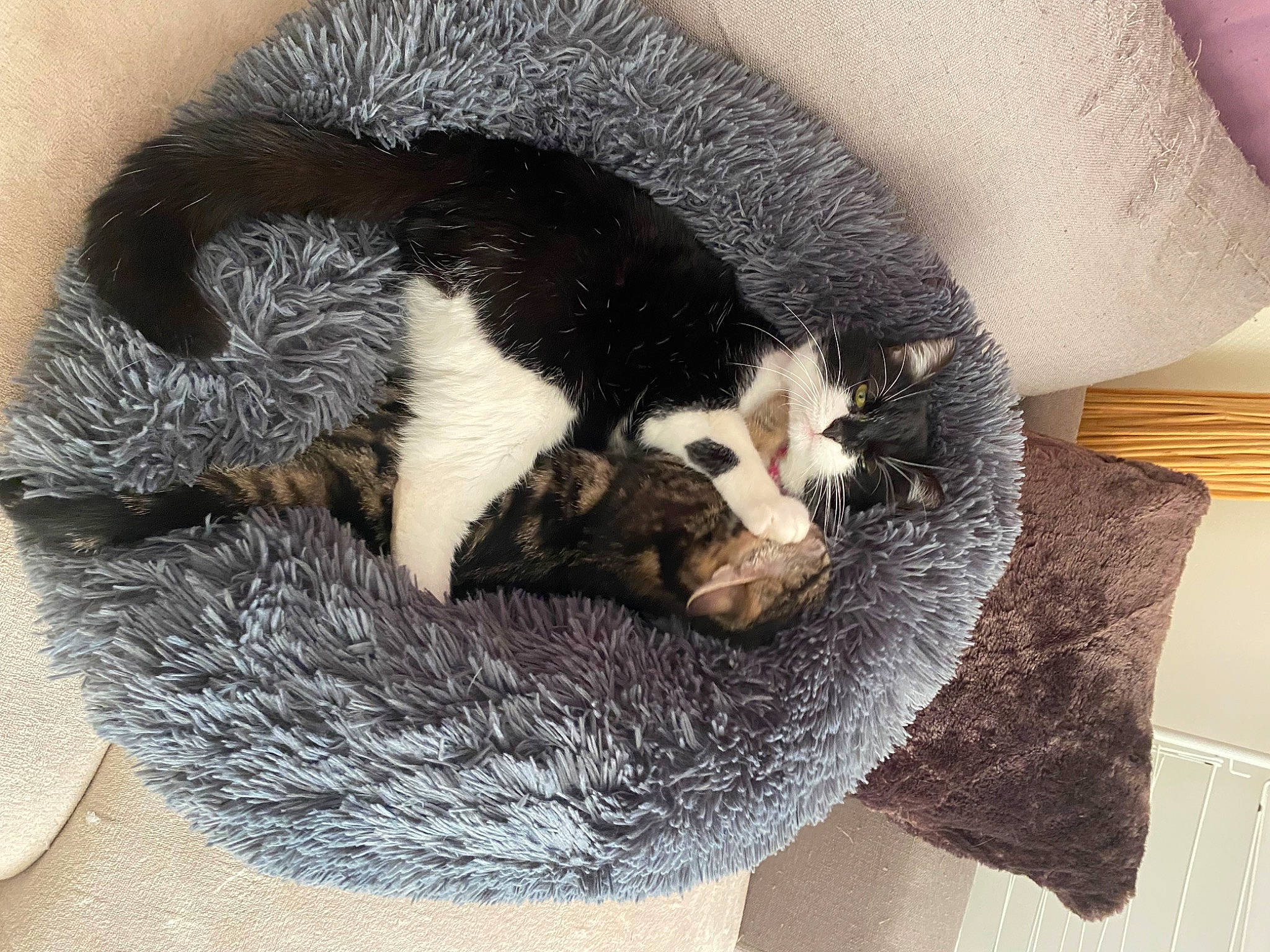 Minette a rejoint le concours — aidez-le/la à gagner de superbes lots ! carnivore, cat, cat_bed, cat_supply, claw, comfort, domestic_short_haired_cat, felidae, fur, grey, mammal, natural_material, paw, small_to_medium_sized_cats, snout, tail, terrestrial_animal, toy, whiskers, wool