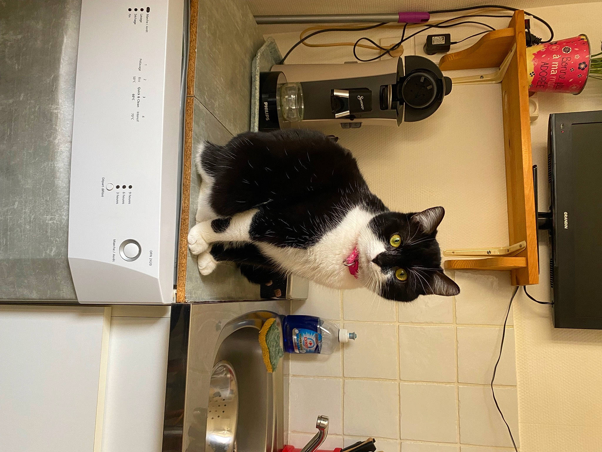 Minette a rejoint le concours — aidez-le/la à gagner de superbes lots ! box, carnivore, cat, domestic_short_haired_cat, electrical_wiring, felidae, fur, gas, household_supply, machine, major_appliance, paper_product, pet_supply, room, shelf, shelving, small_to_medium_sized_cats, tail, whiskers, wire