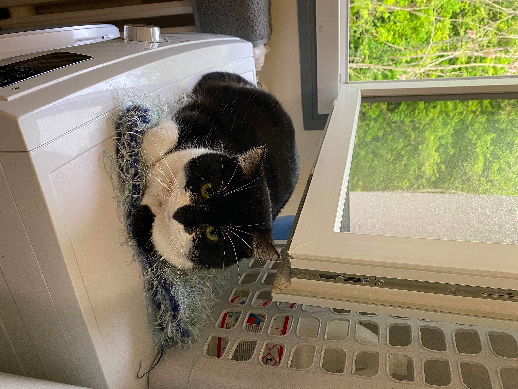 Minette participe au concours pour gagner de l'argent avec cette photo : carnivore, cat, comfort, computer, computer_keyboard, electronic_device, felidae, gadget, input_device, laptop, netbook, office_equipment, output_device, peripheral, personal_computer, pet_supply, plant, small_to_medium_sized_cats, space_bar, whiskers