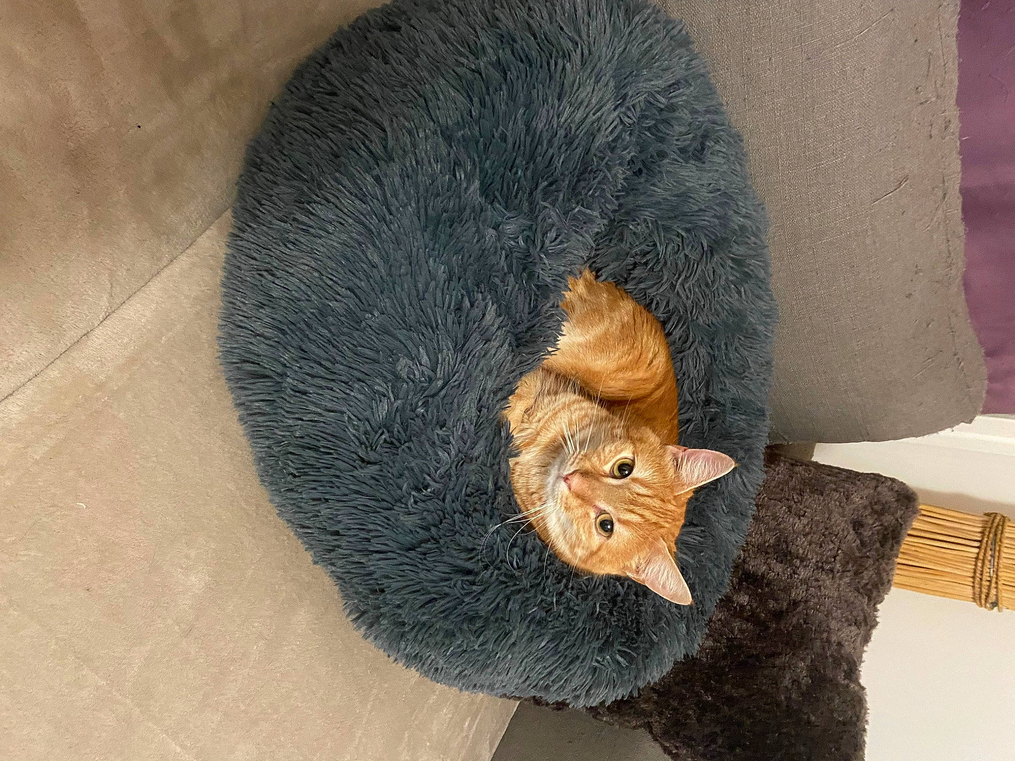 Rouky a rejoint le concours — aidez-le/la à gagner de superbes lots ! cap, carnivore, cat, cat_bed, comfort, domestic_short_haired_cat, fawn, felidae, fur, grey, hat, small_to_medium_sized_cats, snout, stuffed_toy, tail, terrestrial_animal, thread, whiskers, wool, woolen