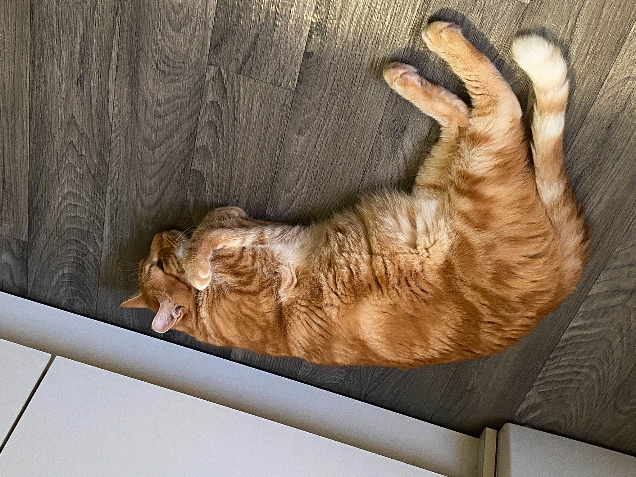 Rouky participe au concours pour gagner de l'argent avec cette photo : carnivore, cat, claw, comfort, domestic_short_haired_cat, fawn, felidae, foot, fur, gesture, human_leg, nap, paw, small_to_medium_sized_cats, snout, tail, terrestrial_animal, whiskers, wood, wrinkle