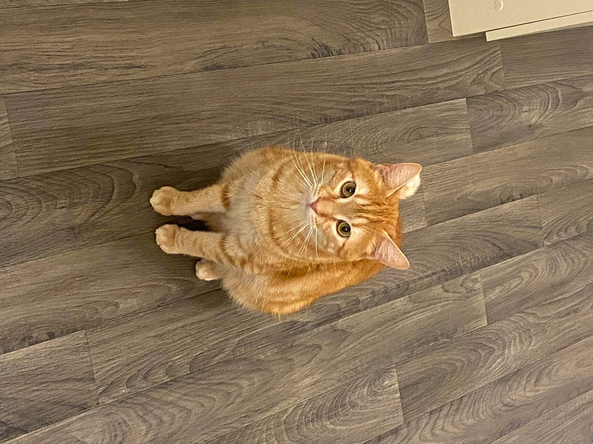 Rouky participe au concours pour gagner de l'argent avec cette photo : brown, carnivore, cat, creative_arts, door, fawn, felidae, floor, flooring, hardwood, pattern, plywood, small_to_medium_sized_cats, tail, varnish, whiskers, window, wood, wood_flooring, wood_stain