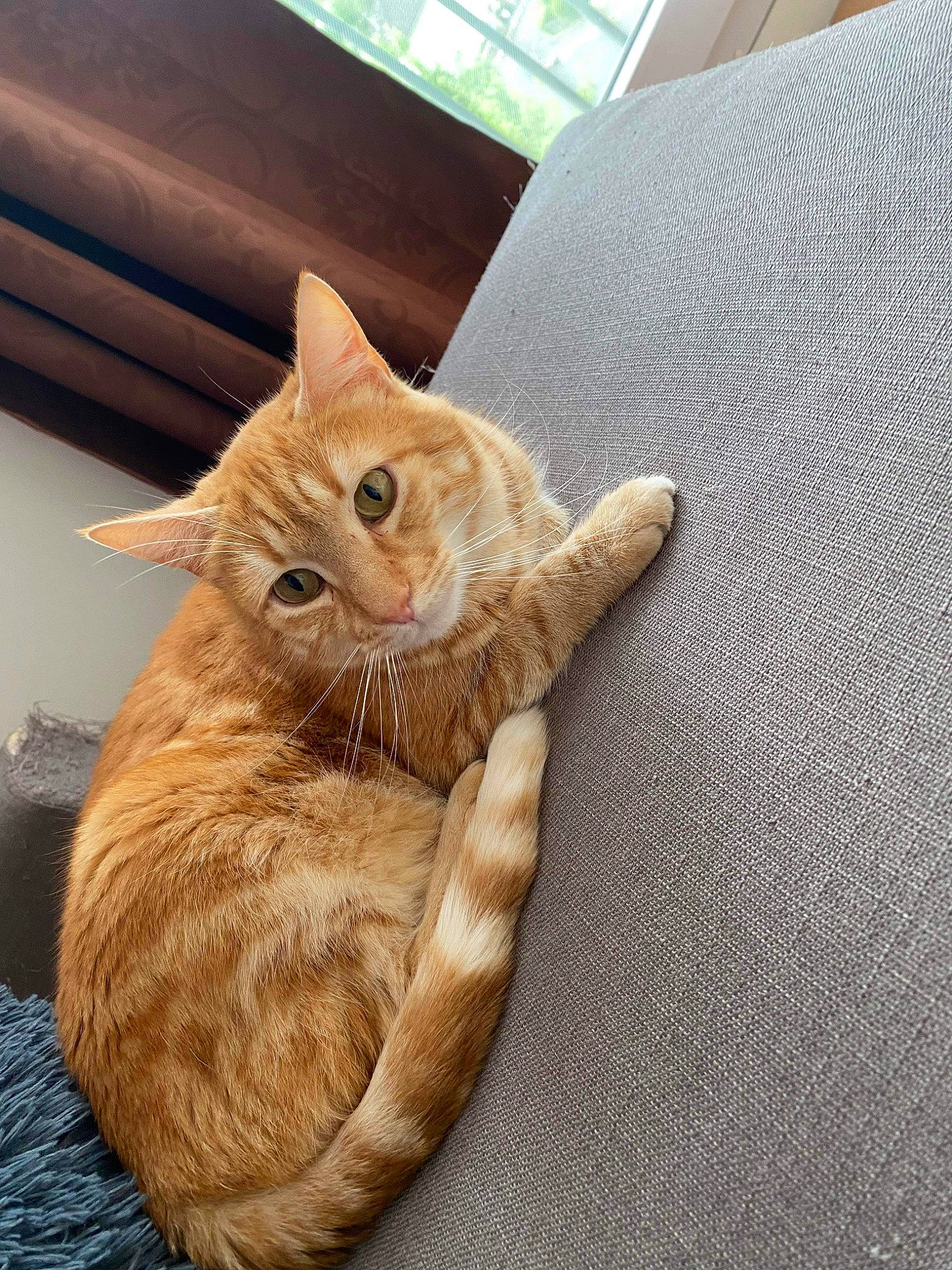 Rouky participe au concours pour gagner de l'argent avec cette photo : carnivore, cat, claw, comfort, couch, domestic_short_haired_cat, fawn, felidae, flooring, fur, hardwood, linens, paw, sitting, small_to_medium_sized_cats, snout, tail, whiskers, window, wood