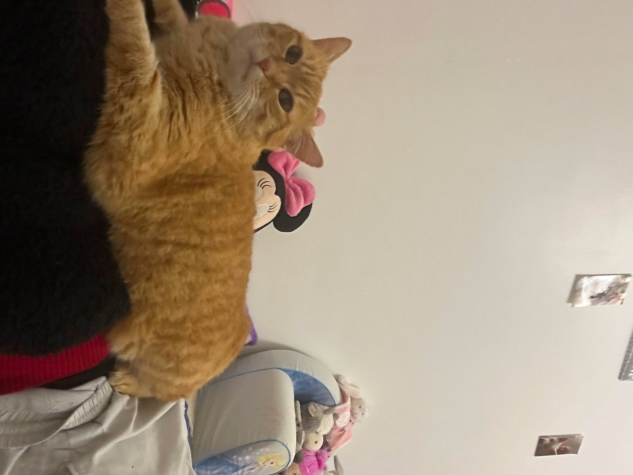 Ska a rejoint le concours — aidez-le/la à gagner de superbes lots ! art, carnivore, cat, domestic_short_haired_cat, fawn, felidae, fun, fur, gesture, glasses, paw, plush, small_to_medium_sized_cats, snout, stuffed_toy, tail, teddy_bear, toy, vertebrate, whiskers