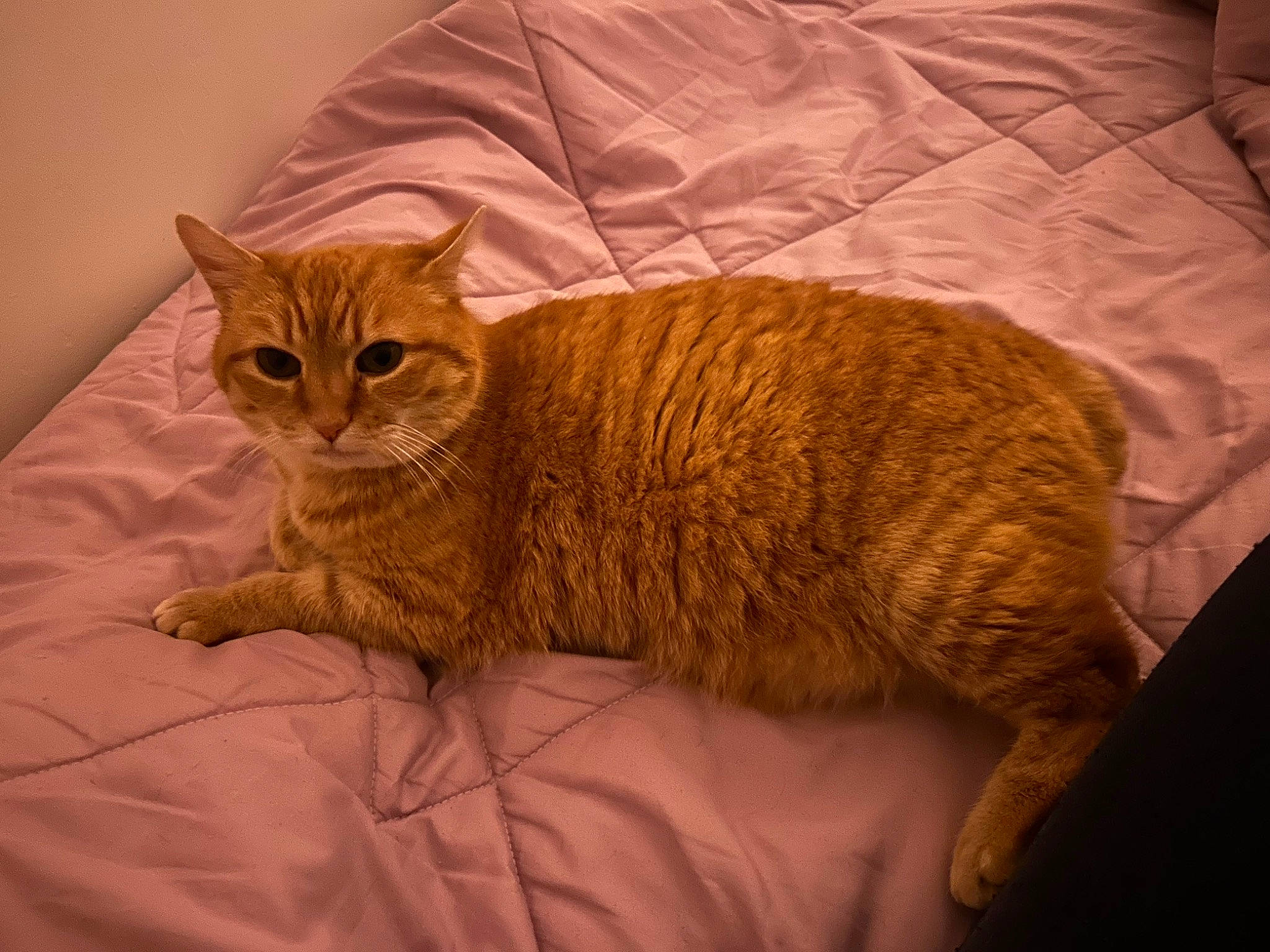 Ska participe au concours pour gagner de l'argent avec cette photo : carnivore, cat, cat_supply, claw, comfort, domestic_short_haired_cat, fawn, felidae, fur, linens, paw, pet_supply, sitting, small_to_medium_sized_cats, snout, tail, terrestrial_animal, whiskers, wood