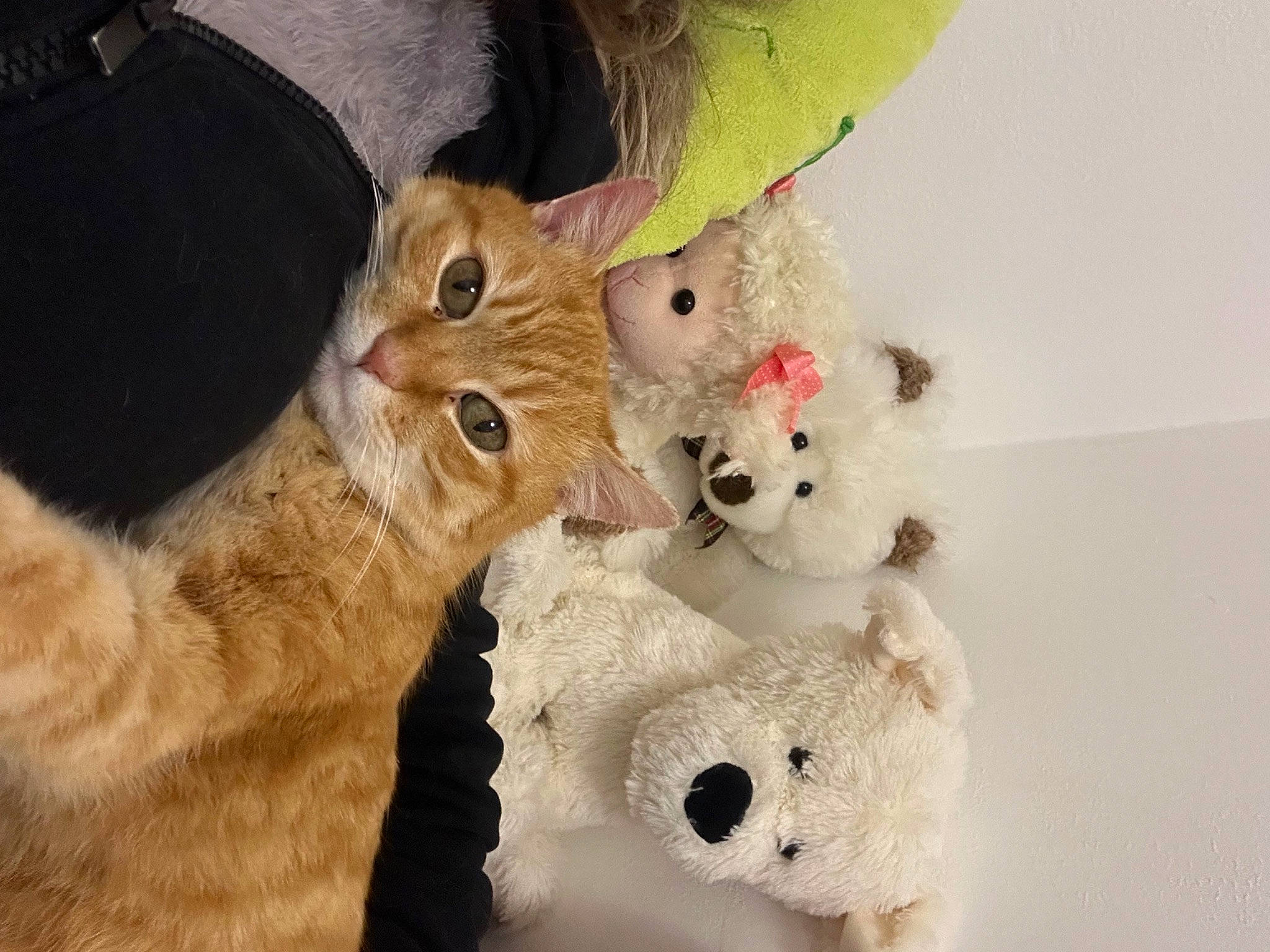 Ska a rejoint le concours — aidez-le/la à gagner de superbes lots ! art, carnivore, cat, claw, creative_arts, domestic_short_haired_cat, fawn, felidae, foot, fur, gesture, paw, plush, small_to_medium_sized_cats, snout, stuffed_toy, tail, toy, whiskers