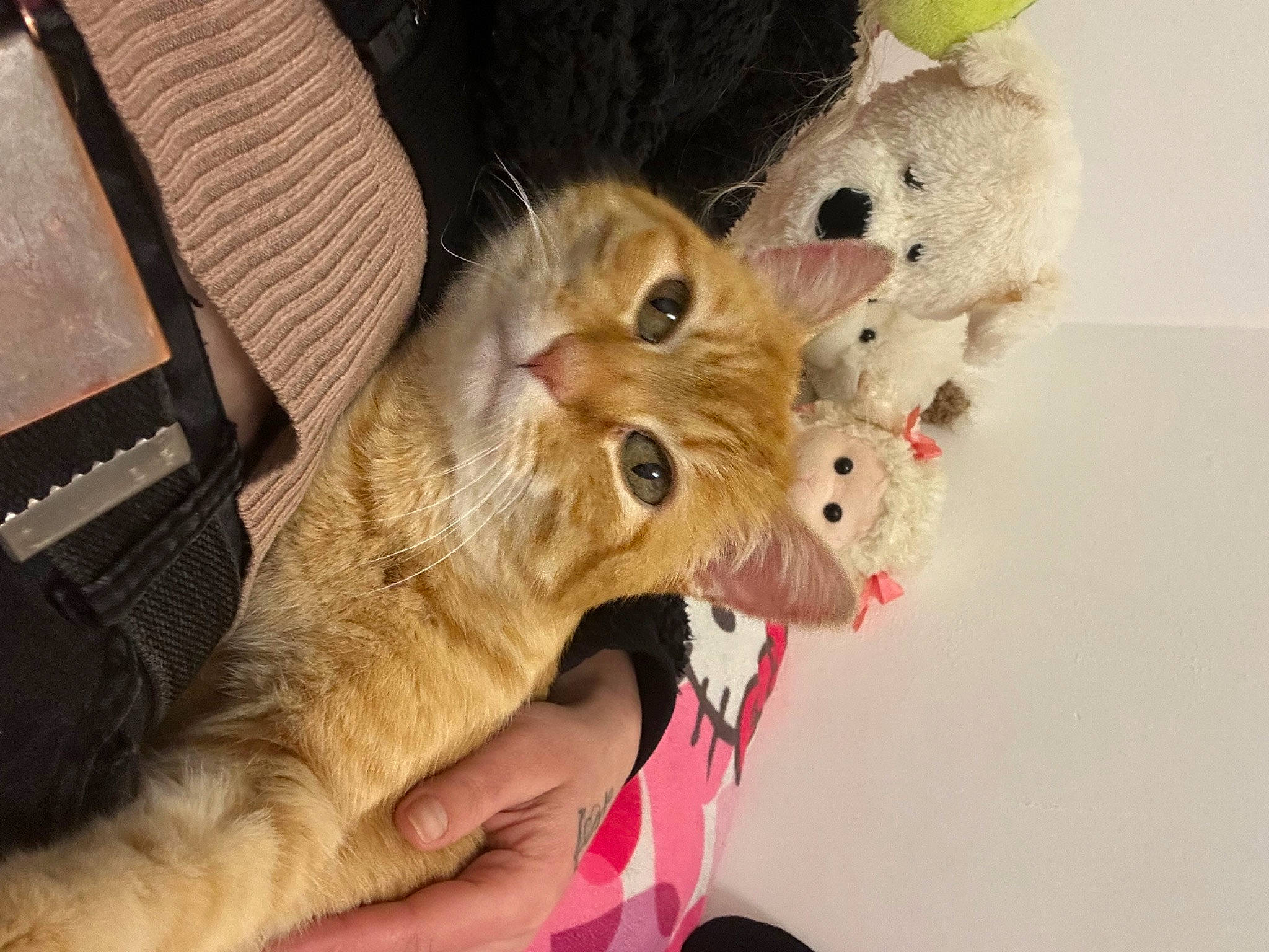 Ska participe au concours pour gagner de l'argent avec cette photo : carnivore, cat, claw, domestic_short_haired_cat, ear, fawn, felidae, fur, gesture, mammal, paw, small_to_medium_sized_cats, snout, tail, toy, whiskers