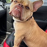 Bosscotti joined the competition — help win amazing prizes! canine, car_interior, car_seat, close_up, collar, dog, door_panel, ears, looking_back, paw, pet, red_and_black_seat, road_trip, seatbelt, side_view_mirror, sitting, sunlight, tan_dog, vehicle, window