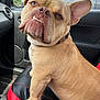 canine, car_interior, car_seat, close_up, collar, dog, door_panel, ears, looking_back, paw, pet, red_and_black_seat, road_trip, seatbelt, side_view_mirror, sitting, sunlight, tan_dog, vehicle, window
