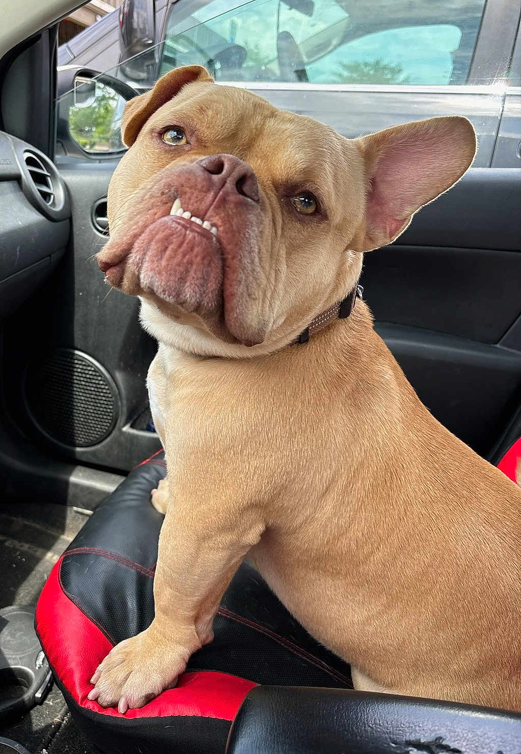 Bosscotti joined the competition — help win amazing prizes! canine, car_interior, car_seat, close_up, collar, dog, door_panel, ears, looking_back, paw, pet, red_and_black_seat, road_trip, seatbelt, side_view_mirror, sitting, sunlight, tan_dog, vehicle, window