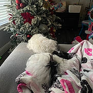 Mochy is registered to the contest to win money with this photo: blanket, blinds, christmas_tree, couch, cozy, decor, dog, festive, fluffy, fur, holiday, indoor, living_room, ornaments, pet, red, resting, silver, soft_light, window