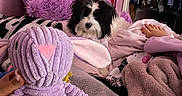 Mochy is registered to the contest to win money with this photo: animal, bed, blanket, closet, clothing, cozy, dog, foot, furniture, hand, home, indoor, pet, pink, plush, purple, relaxation, resting, soft_texture, stuffed_toy