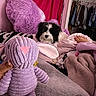 animal, bed, blanket, closet, clothing, cozy, dog, foot, furniture, hand, home, indoor, pet, pink, plush, purple, relaxation, resting, soft_texture, stuffed_toy