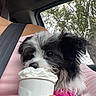 Mochy is registered to the contest to win money with this photo: animal, black_and_white, car, closeup, cup, cute, dog, fur, hand, indoor, person, pet, pink_clothing, pink_harness, puppy, seatbelt, sniffing, tree, whipped_cream, window
